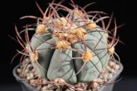 Echinocactus horizonthalonius-Hot-Springs